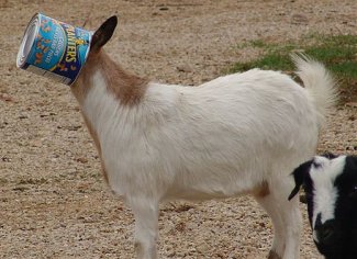 goat_can